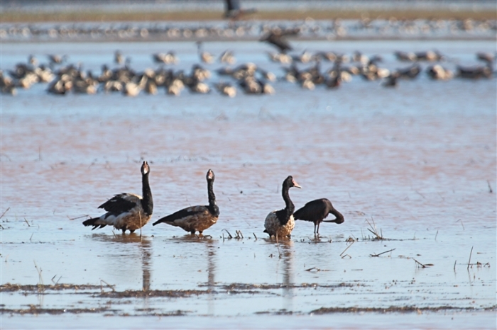 _800Jabiru Rock_Magpie Geese1205_m_3